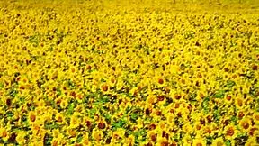 Yo, check out this insane review of a 50万 yen Japanese fuck doll!