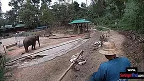 Elephant Ride In Thailand With Amateur Teen Couple Having Sex After