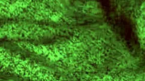 hey, this babe is giving a blowjob to a milf with big tits and ass