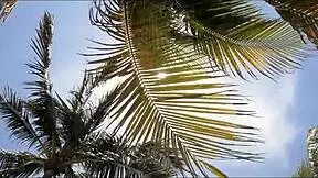 Wow! Spring break gets wild with my seductive step aunt Coco Vandi!