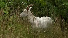 hot brunette girl gets banged in outdoor barn
