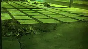 Nipsy doll, American-born Asian! Watch her give a handjob and take a cumshot!