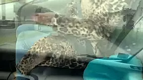 Unexpected sex in the woods with a bus driver