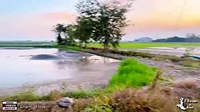 Young couples have sex in rice field