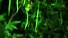 ella knox stars as an arabic teen 18+ getting creampied deep. she takes big cock doggystyle with rough thrusts.