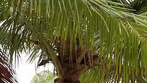 18 Blonde Brazilian Slut With Small Tits Takes A Massive Cock Up The Ass!