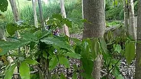 Is the dirty old man fucking his busty stepdaughter in the jungle?