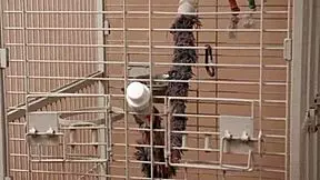 phoebe kalib finds intense comfort in massive cock fucking her tight pussy