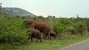 big tits african gf gets rough anal fucking by huge cock bf