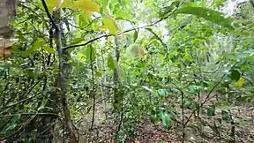 thai girl walks and talks while picking mushrooms in the deep forest