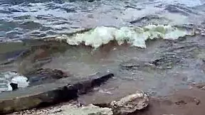 beautiful brunette gives intense blowjob by the river