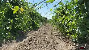 Tempting teen caught on farm gets ass fucked hard