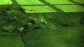 British Teen Bound In Outdoor Bondage Sex