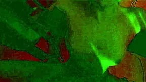 เซ็กส์ด่วนในคุกกับเจด ไวลด์ รวมถึงครางครวญในท่าโดกกี้และดูดลึกคอ