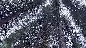 Public Pissing Compilation In Nature Traveling By Car Pov