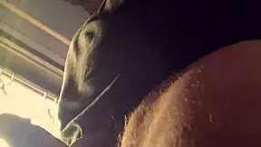 Lluvia De Penes By Bad Wolf28