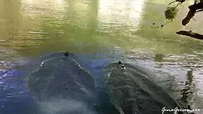 i went to bensoncon in france