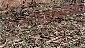 Pequena Caipira Dances Funk and Gets Fucked Hard in the Cane Field