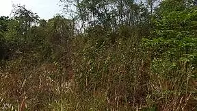 My First Raw Run Video In Thailand