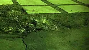 i finally join outdoor orgy tall amazons dominate my first extreme gangbang