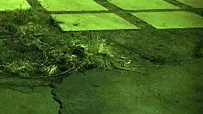 i finally join outdoor orgy tall amazons dominate my first extreme gangbang