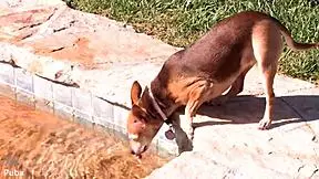 vanessa cage bts backstage teases ass tits pussy in cage pornstar fun 😏🍑🔥