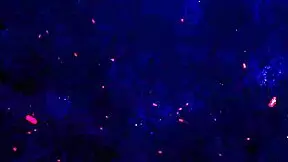 Little Lore's Ass Stretched By Two Deep BBCs DAP