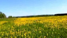 Skinny Brunette Stranger Gives Casual Outdoor Blowjob and Swallows Cum