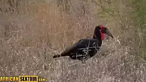 i love sucking this real african ebony teen's cock outdoors in public pov