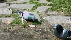 Lindsey Vood's Shaved Teen Ass Takes Perfect Slim4k Anal Ride