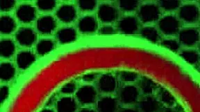 marcia hase petite asian milf rides rome major big black cock naughty bedroom fuck