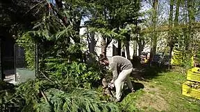 Emotional Amateur Craves Hard Woods Cock Jerking Thrill