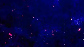 oh man so many huge bbcs destroying sofia grace's holes dap anal deep balls-deep pissing and more insane