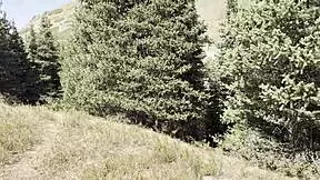 WET HAIRY TEENS PISS PUBLICLY IN FOREST PADS EXPOSED CLOSEUP PISS COMPILATION