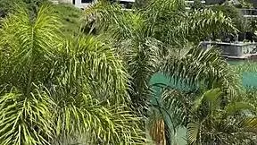married lina nakamura fucks and shows off by hotel pool